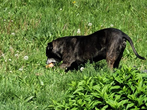 Customer's dark brindle dog standing in a grassy field while chewing on a Himalayan Yak Cheese Chew.