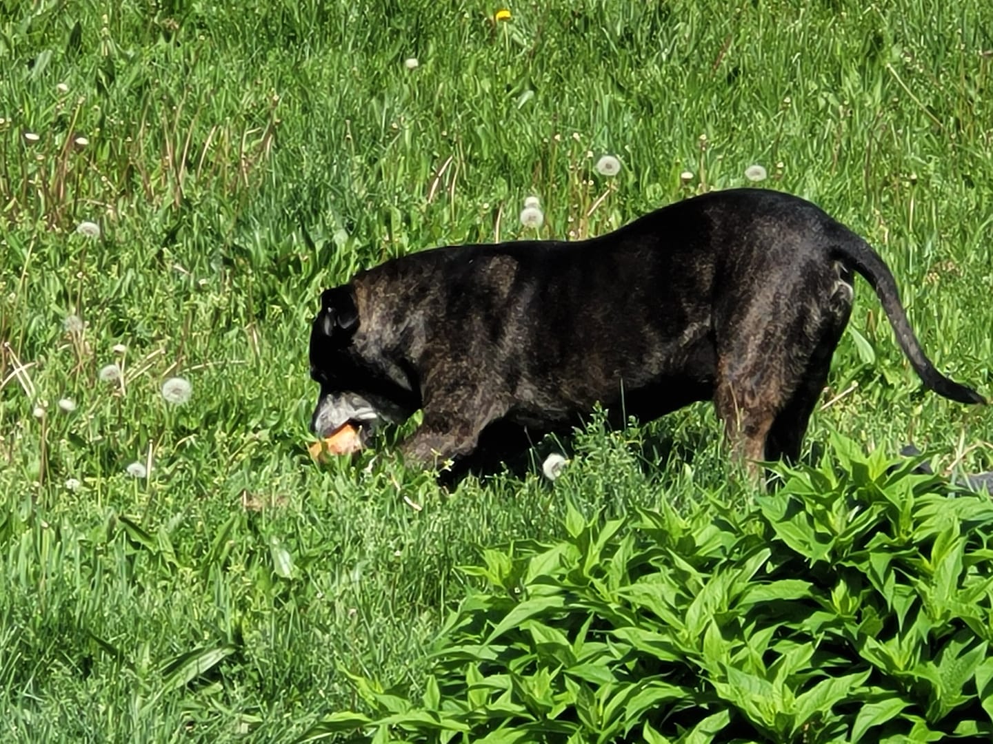 Customer photo review of Himalayan Yak Cheese Chew Dog Treat