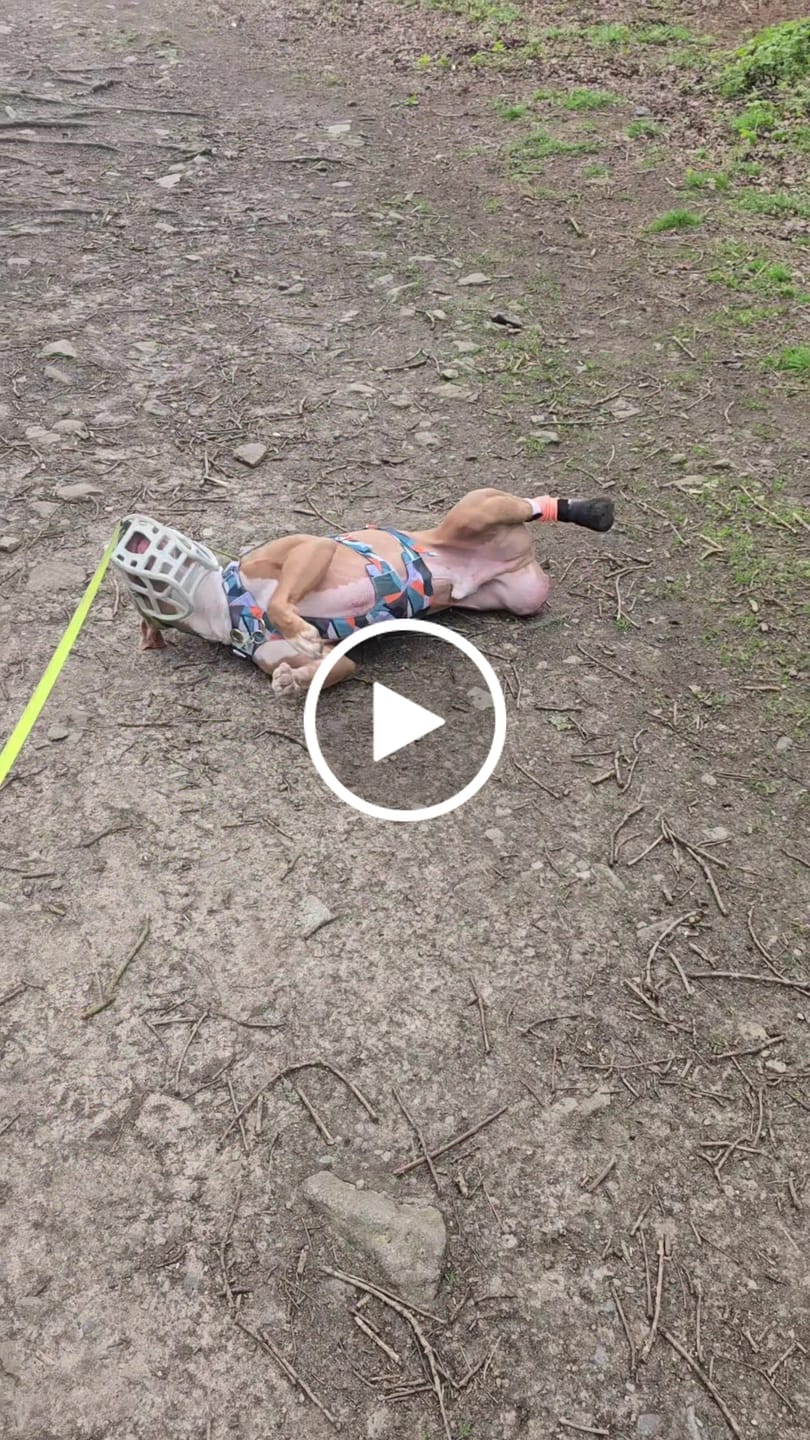 Customer video review of Scramble Harness