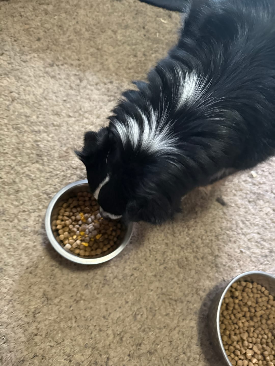 Customer photo review of OptiWize Collagen +Plus Dog and Cat Joint Health Supplement