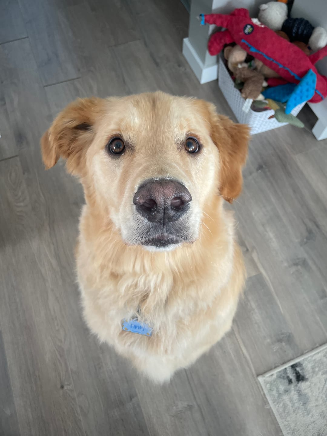 Customer photo review of Himalayan Yak Chew (LARGE)