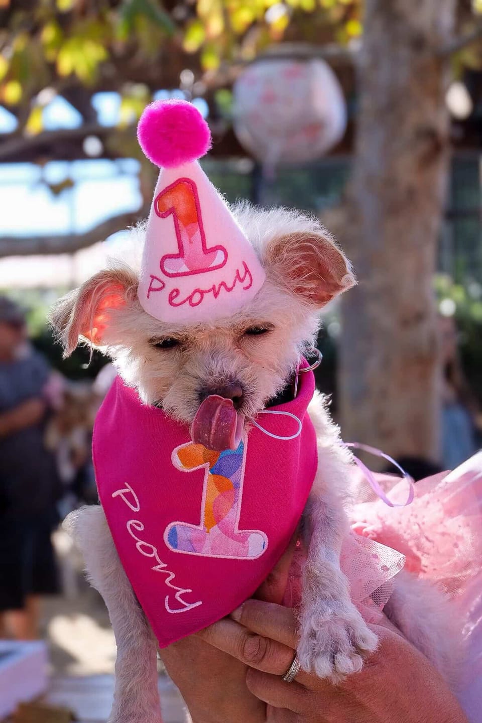 Customer photo review of Personalized Dog Party Pack