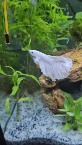 Customer's Super White Dumbo Ear Betta fish swimming in a planted aquarium.