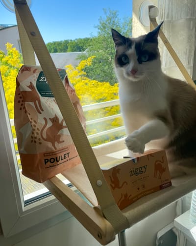 Avis d'un client : un chat dans un hamac de fenêtre avec son sac de croquettes au Poulet pour chat stérilisé.