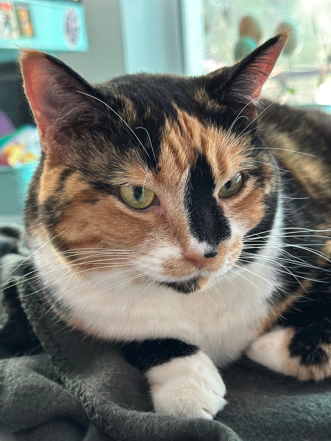 Customer photo review of Royal Canin Veterinary Diet - Urinary SO + Calm Dry Cat Food