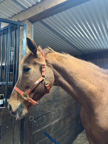 Customer photo review of Personalized Halter