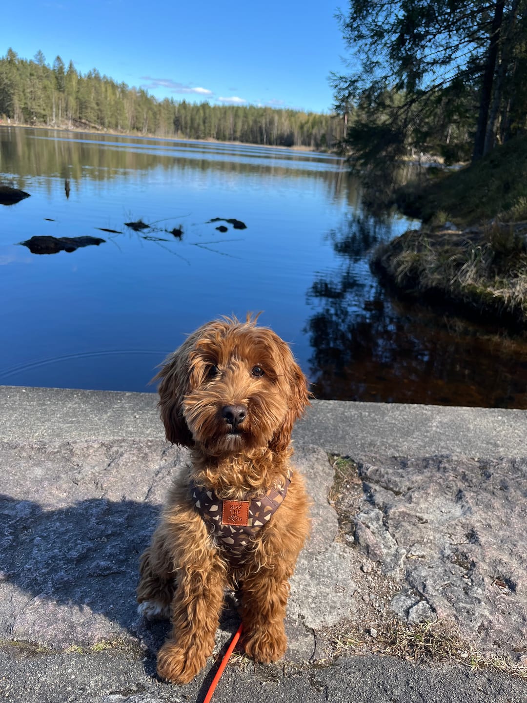 Customer photo review of Szelki bezuciskowe "Brownie Terrazzo" - czarne okucia