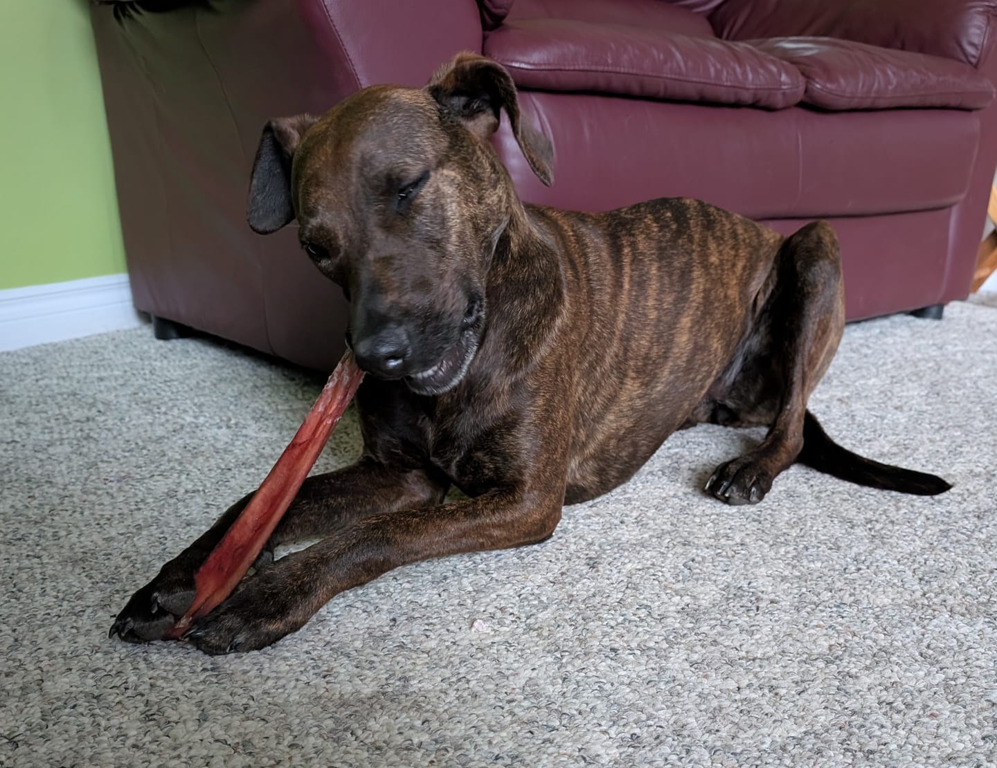 Customer photo review of 12 Inch Jumbo Bully Stick