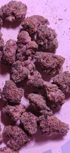 Customer photo review of Biscotti THCA Flower (Budget)