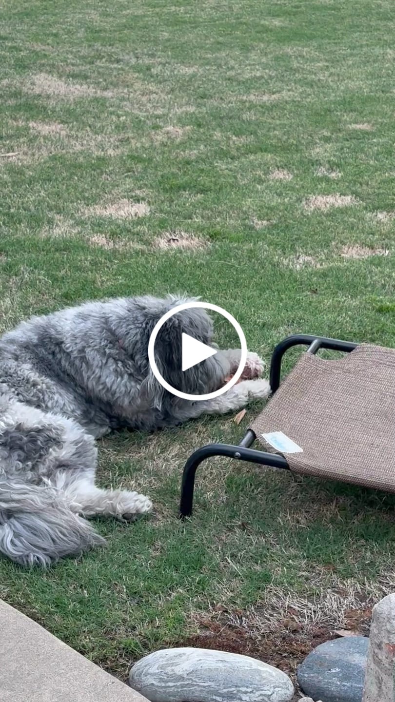 Customer video review of Gift Bundle: 2 Large Yak Chews and a 6" Hickory Smoked Bully Stick