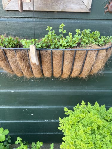 Customer photo review of Klokjesbloem (Wit/Lichtroze) - Campanula poscharskyana 'E.H. Frost'