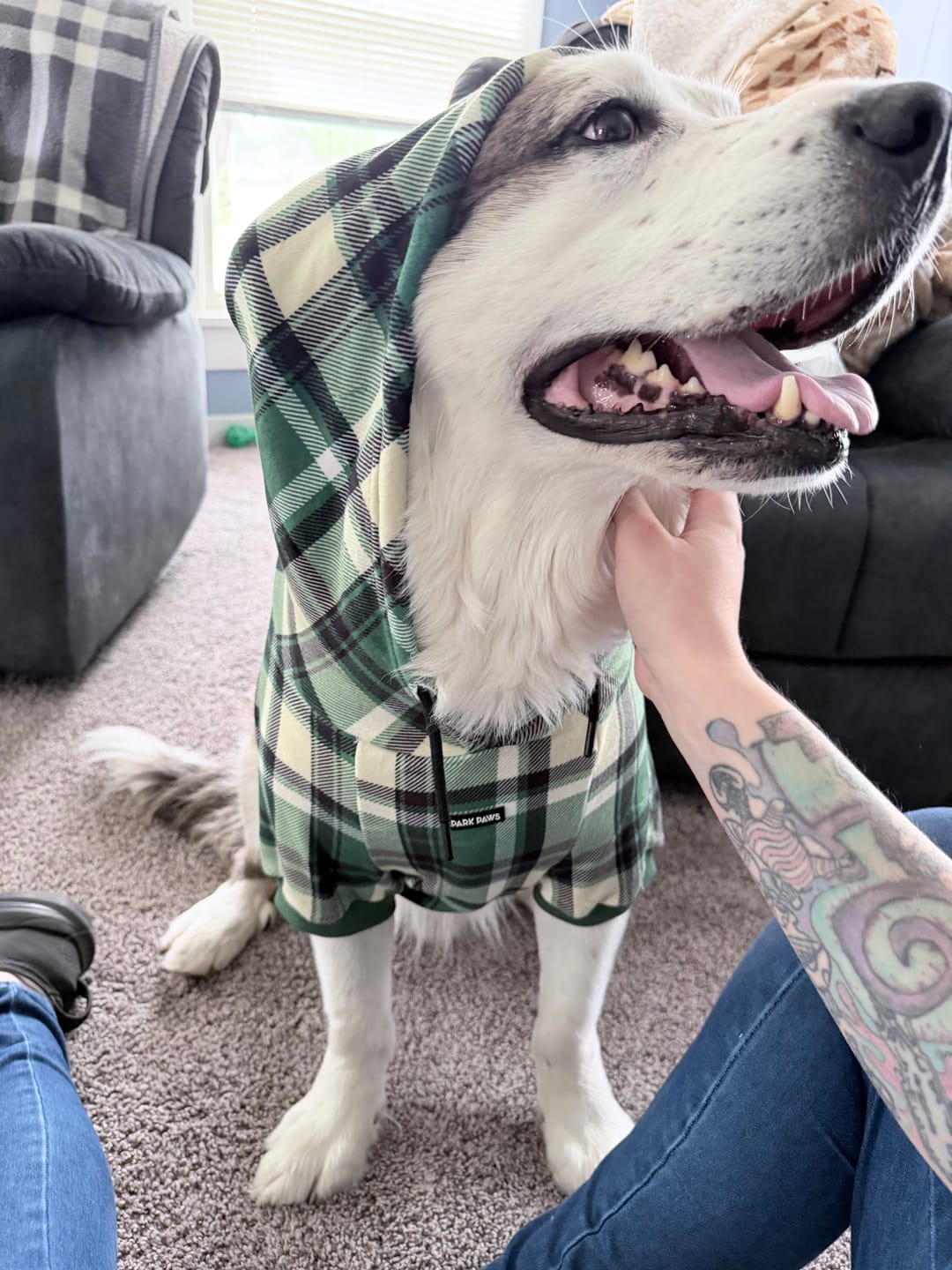 Customer photo review of Green Plaid Dog Hoodie