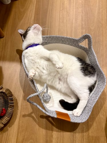 Customer photo review of Instinct Basket | Meet the first research-backed natural territory for indoor cats