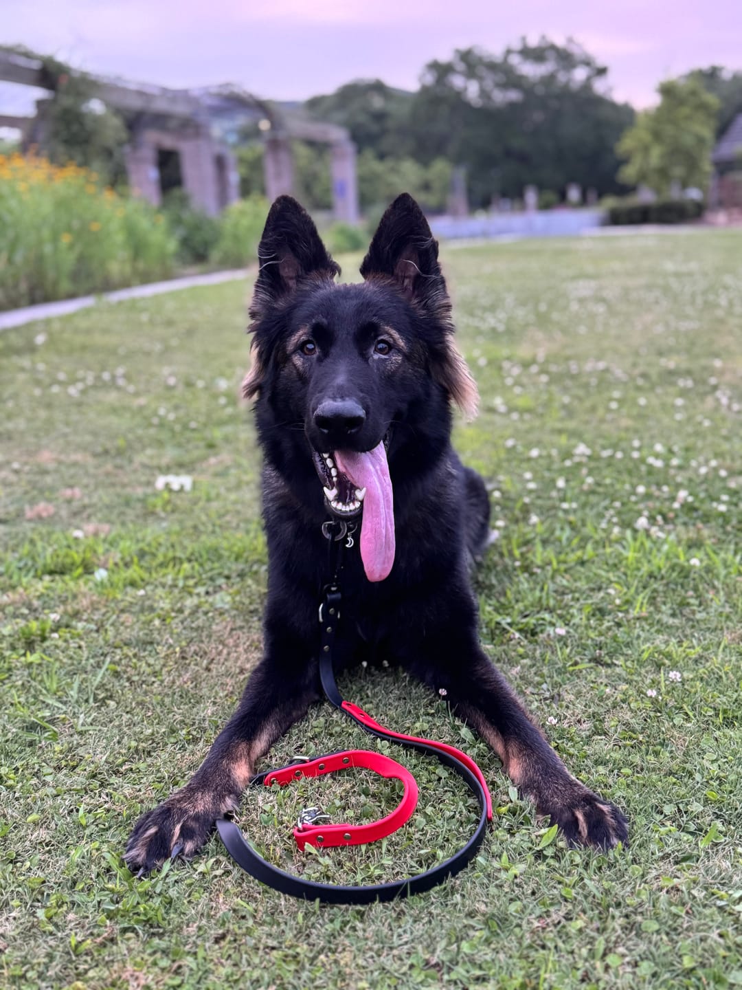 Customer photo review of Biothane Traffic Handle Dog Leash