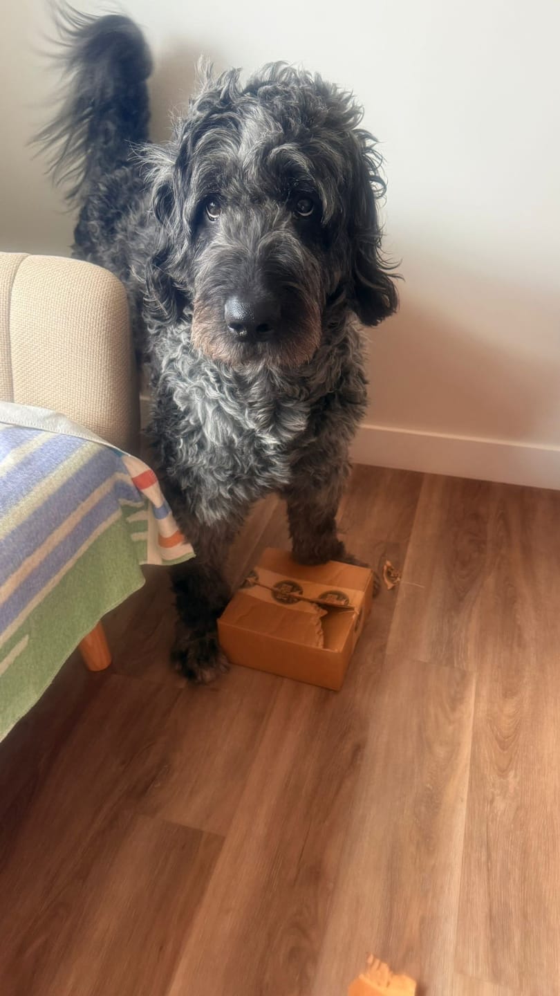 Customer photo review of 6 Inch Monster Bully Stick