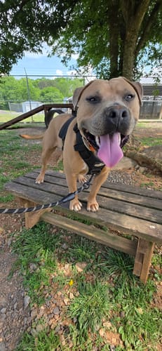 Customer photo review of No Pull Bully Proof Harness