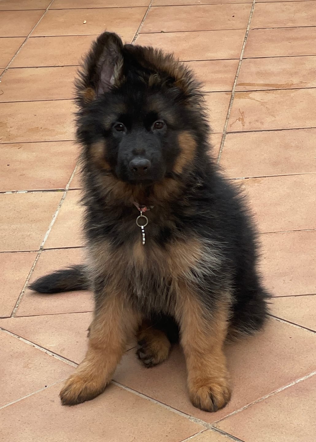 Customer photo review of Grain Free Puppy Salmon & Turkey