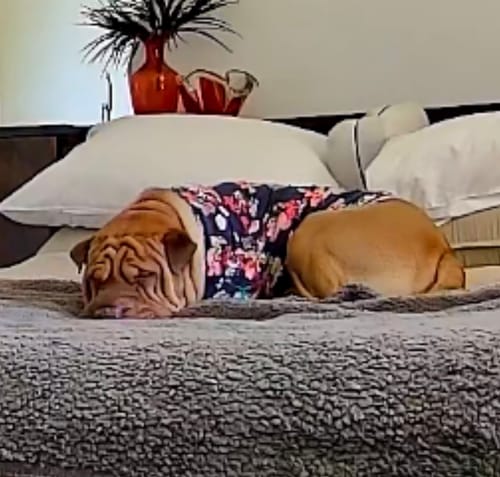 Customer's calm dog resting on a bed after using the PawLax Collar.