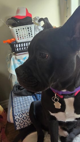 Customer photo review of Anti-Stress Blanket