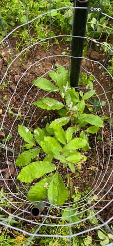 Customer photo review of Hybrid Chestnut