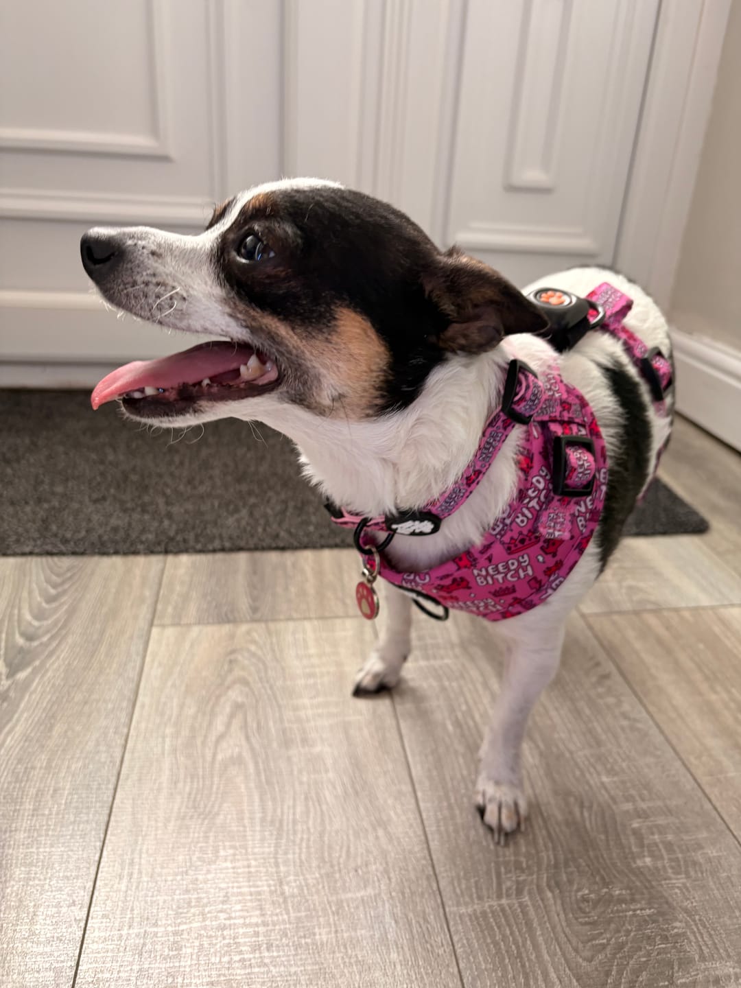 Customer photo review of Needy bi**h collar