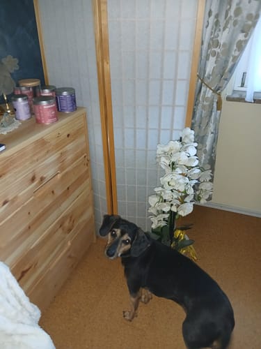 Ein Kunde zeigt seinen schwarz-braunen Hund, der in einer Bewertung für Lucky Belly in die Kamera schaut.