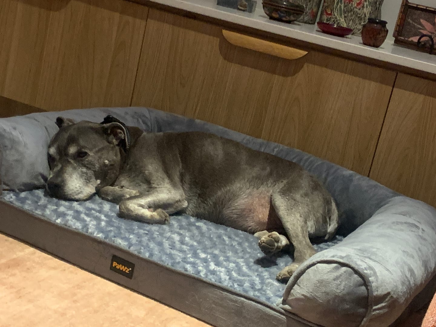 Customer photo review of Pet Sofa Bed