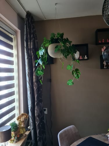 Customer photo review of Monstera Kunst Hangplant 95cm