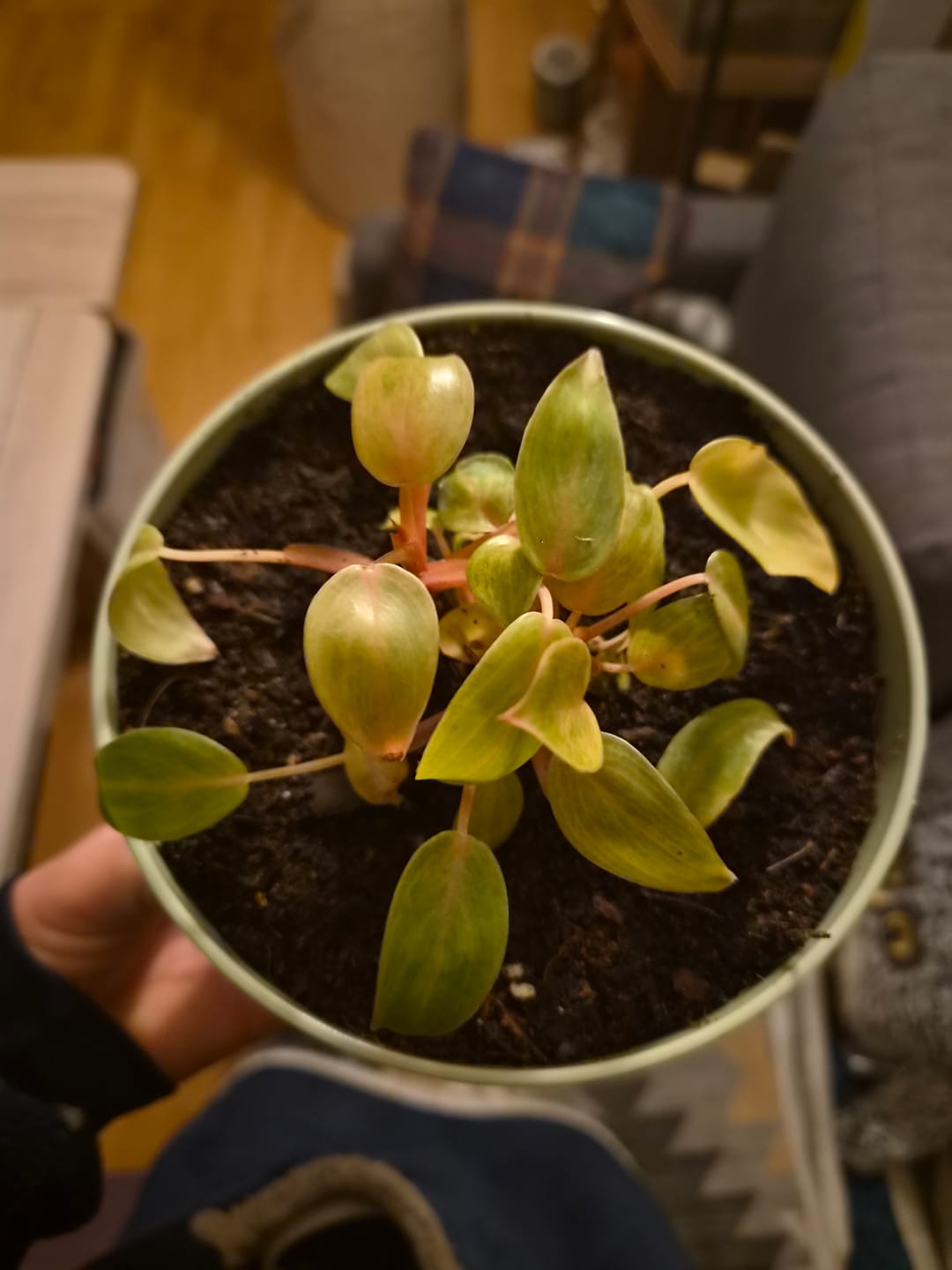 Customer photo review of PHILODENDRON PAINTED LADY