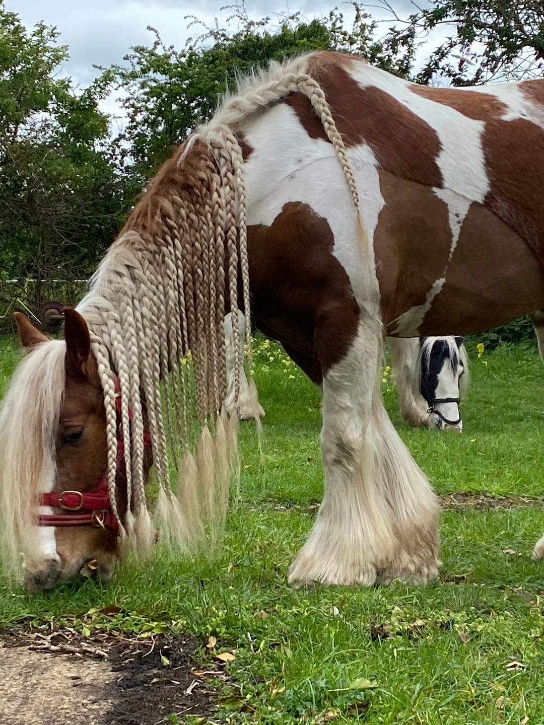 Customer photo review of Horse Shampoo