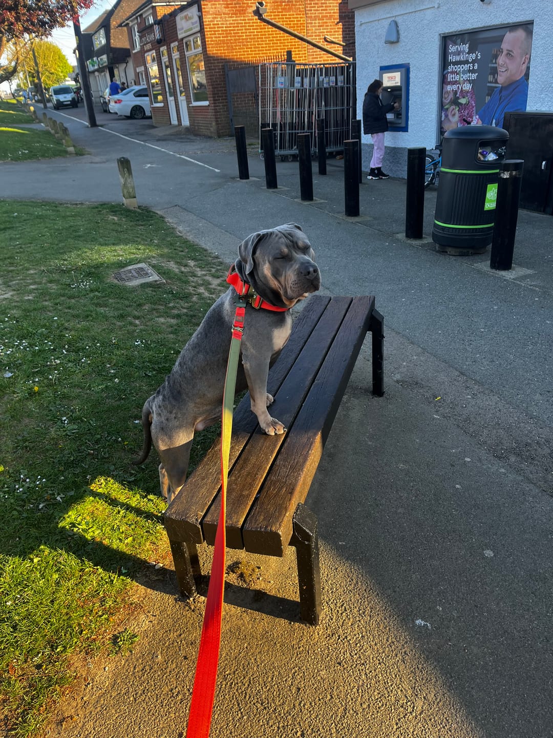 Customer photo review of 5cm Lighter Combat® Collar | With Handle Secure Clip - Burnt Orange X Khaki