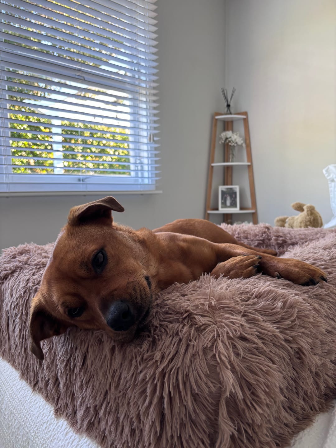 Customer photo review of Calming Cover