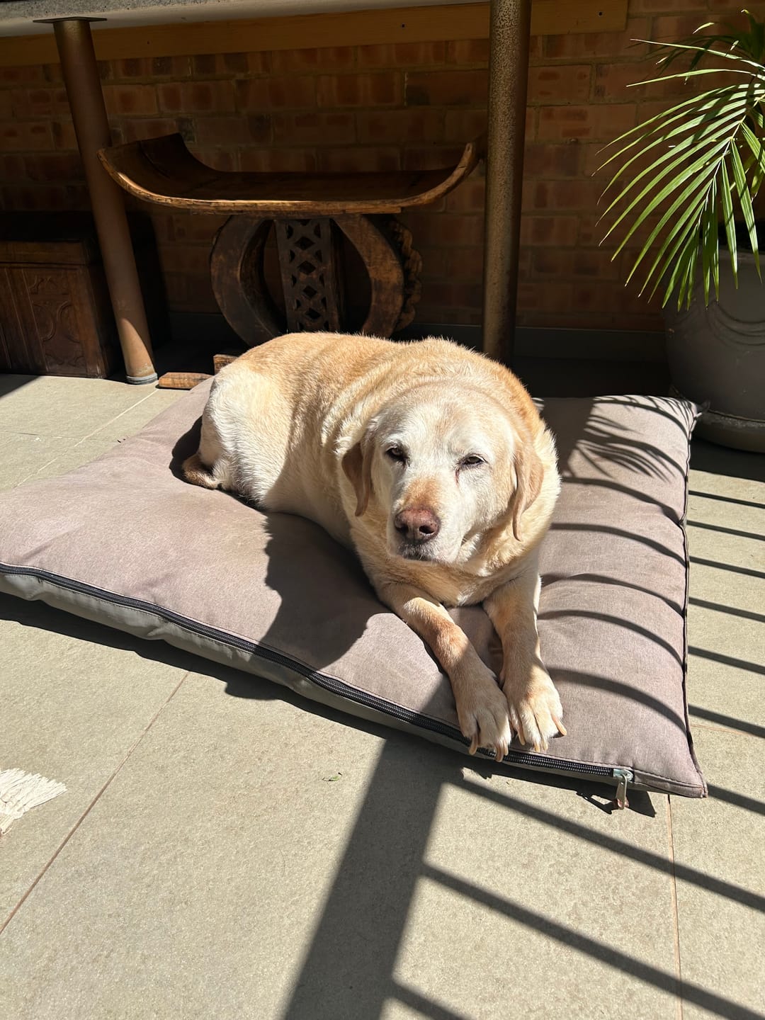 Customer photo review of Natural Canine Care | FlexCare - Joint & Movement Support for Dogs
