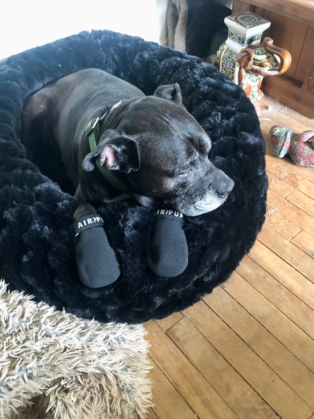 Customer photo review of AIR PUP SPRINTERS - SET OF 4