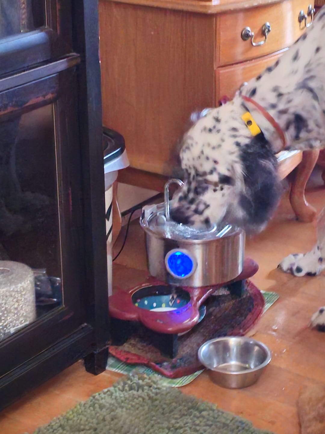 Customer photo review of Pawdrate™ Filtered Water Fountain
