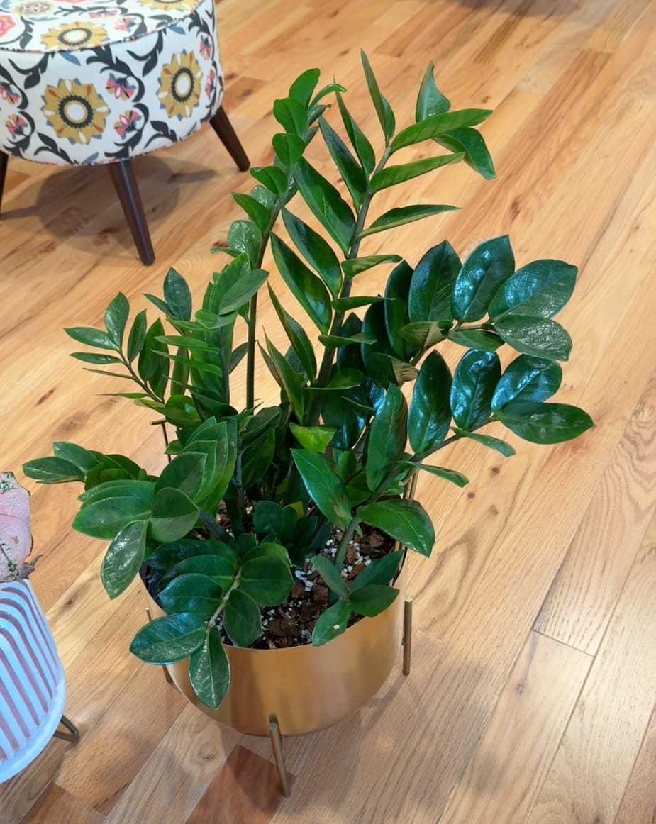 Customer photo review of Fungus Gnat Death Drops
