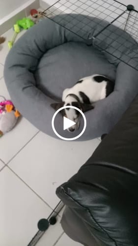 Customer video review of Funda Lino para Cama Antiestrés para Perros