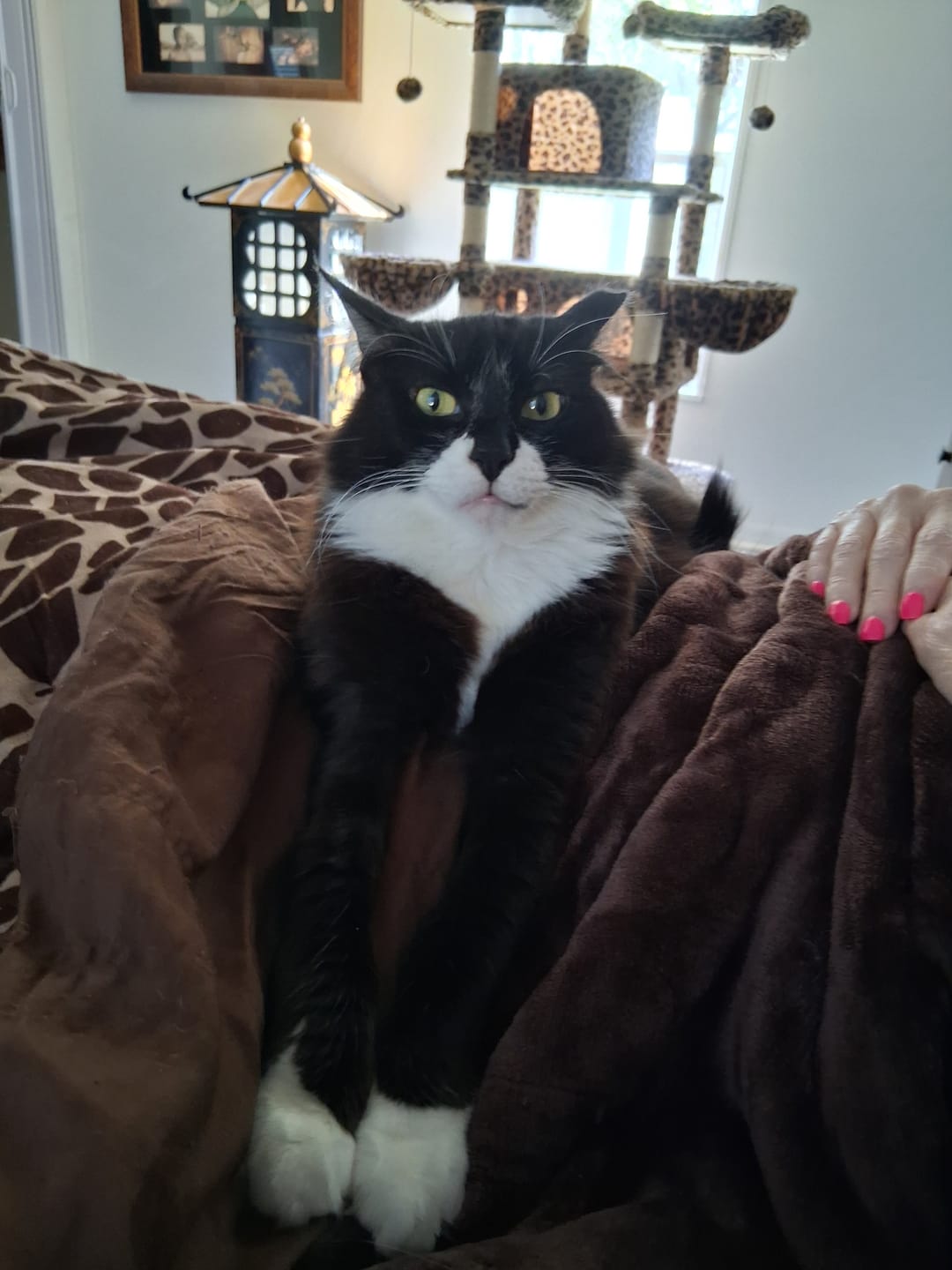 Customer photo review of 4x Blisso Advanced Cat Probiotic | Cat Probiotic for Diarrhea & Kidney Support