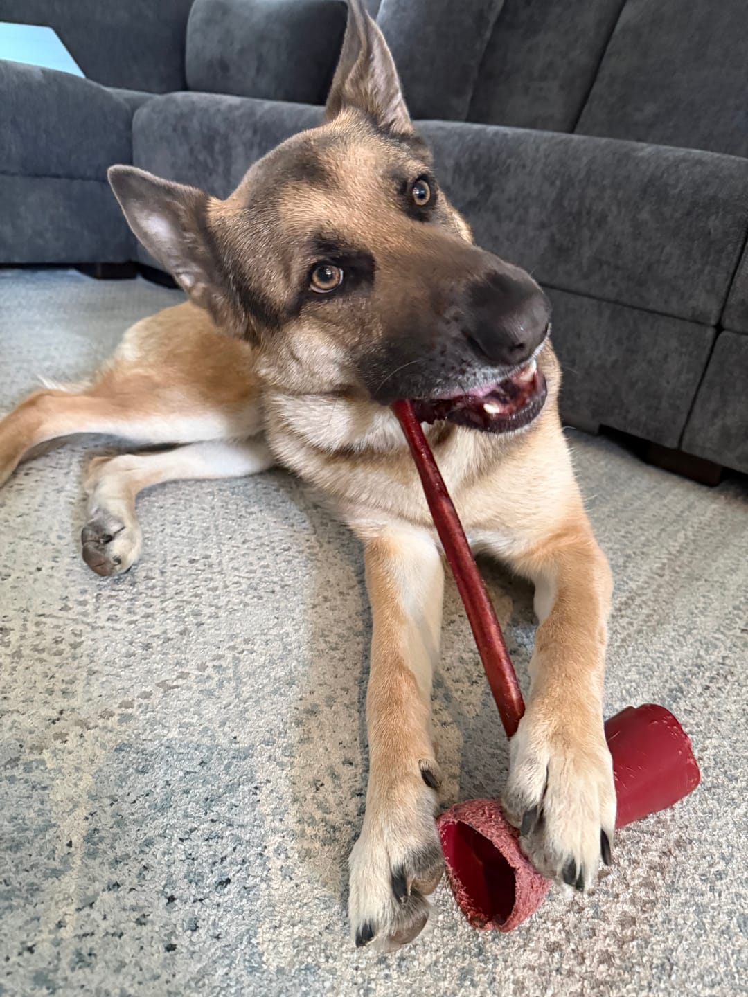 Customer photo review of 12 Inch Standard Bully Stick