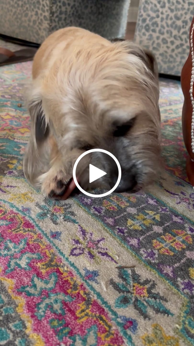 Customer video review of 6 Inch Standard Bully Stick