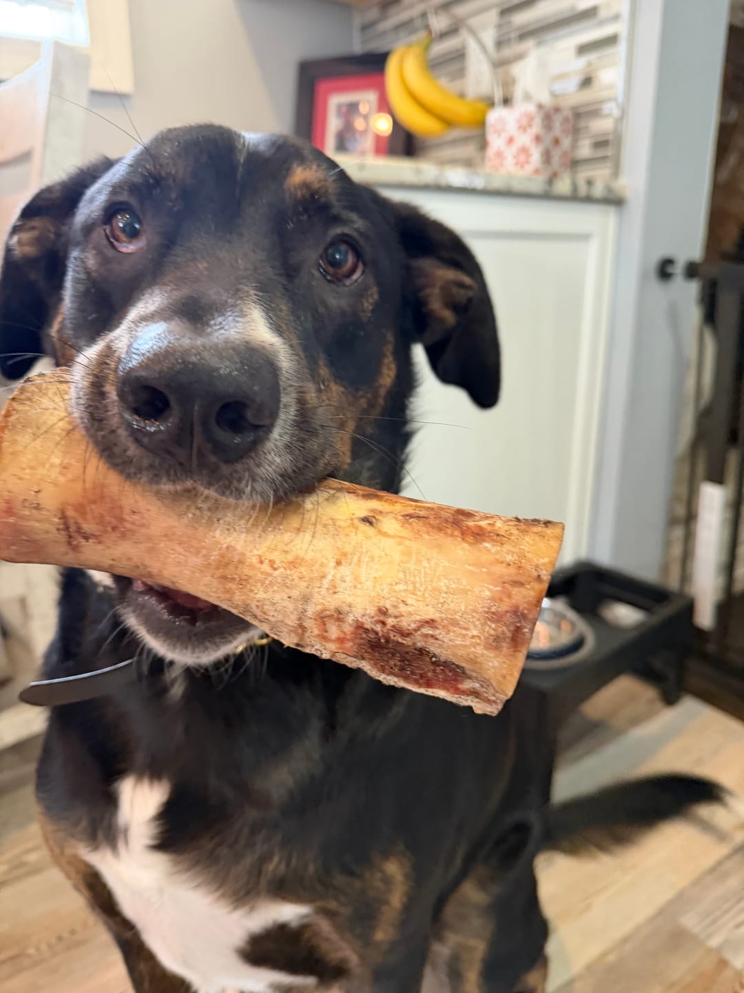 Customer photo review of Split Beef Cheek Sticks