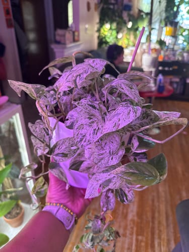 Reviewer holding a healthy variegated houseplant, which has been treated with pest spray.