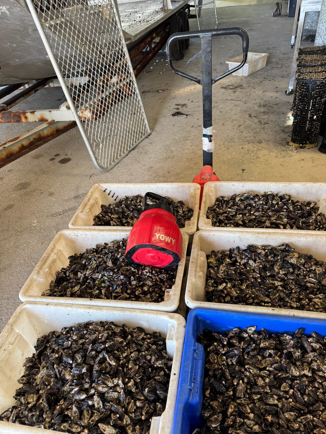 Customer photo review of 3L Yowy Watercan