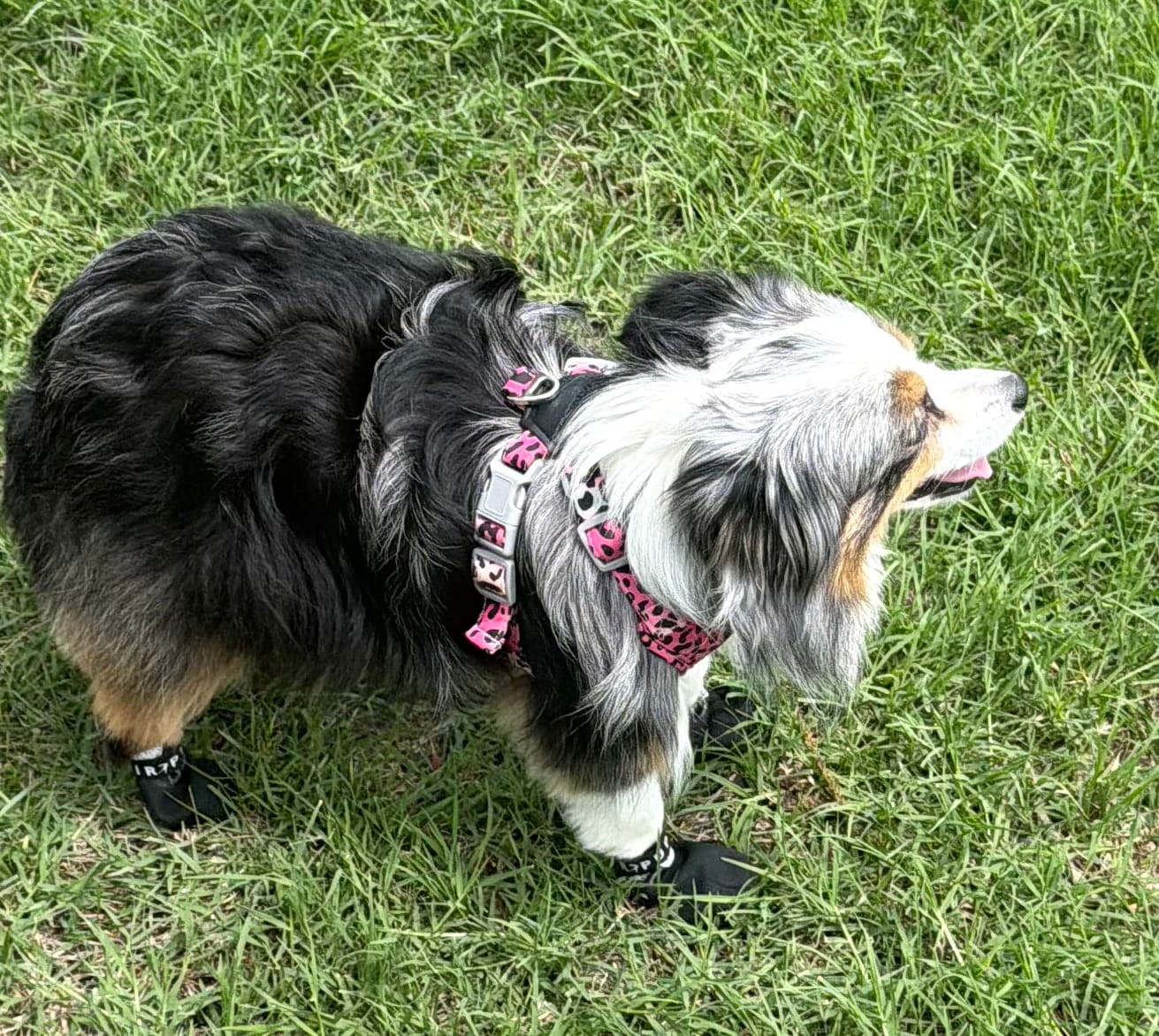 Customer photo review of AIR PUP SPRINTERS - SET OF 4