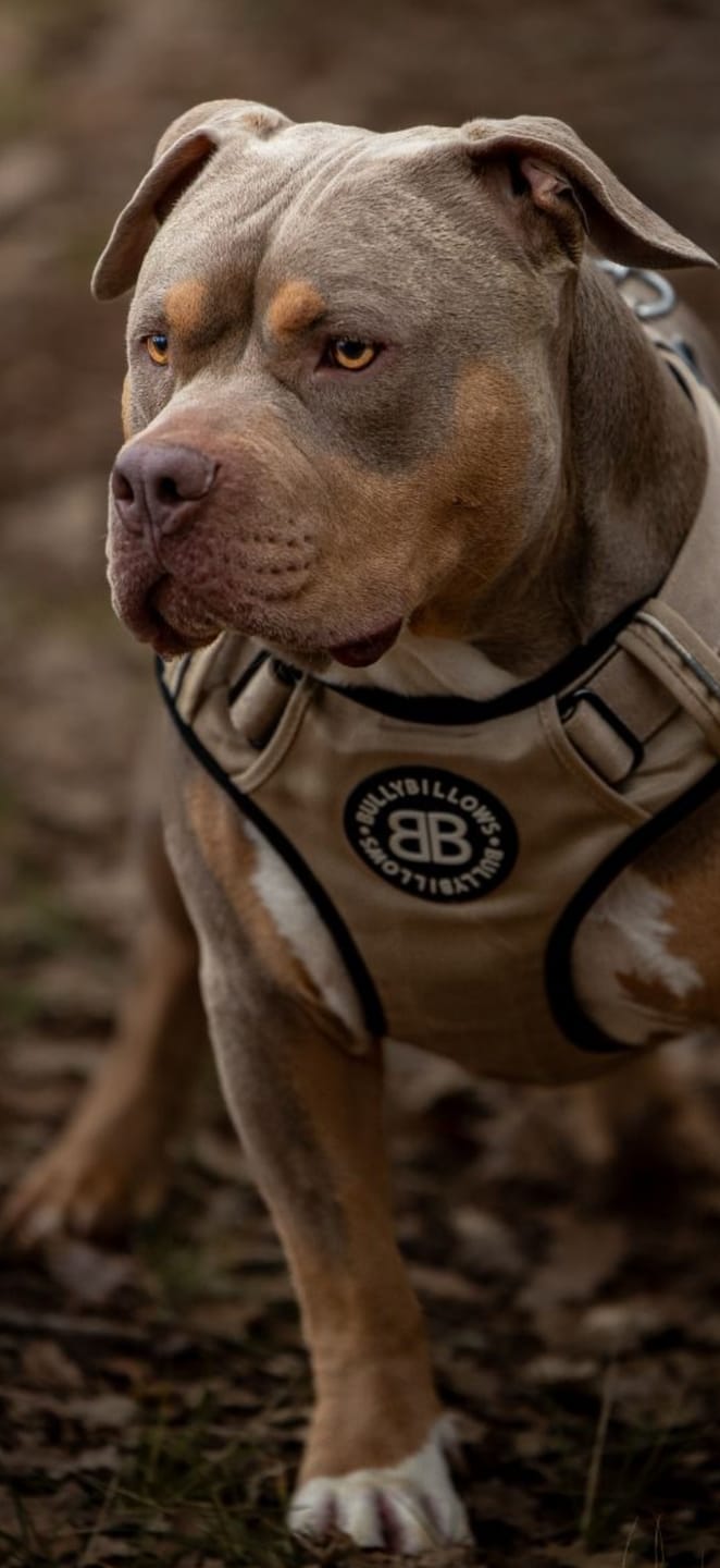 Customer photo review of Comfort Premium Harness | Non Restrictive - Tan