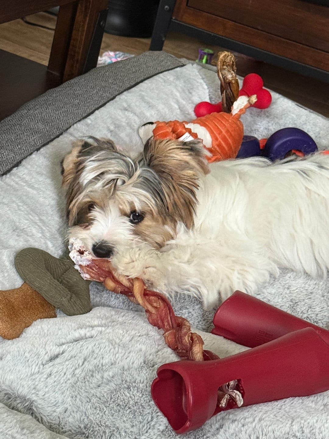 Customer photo review of 6 Inch Jumbo Braided Bully Stick