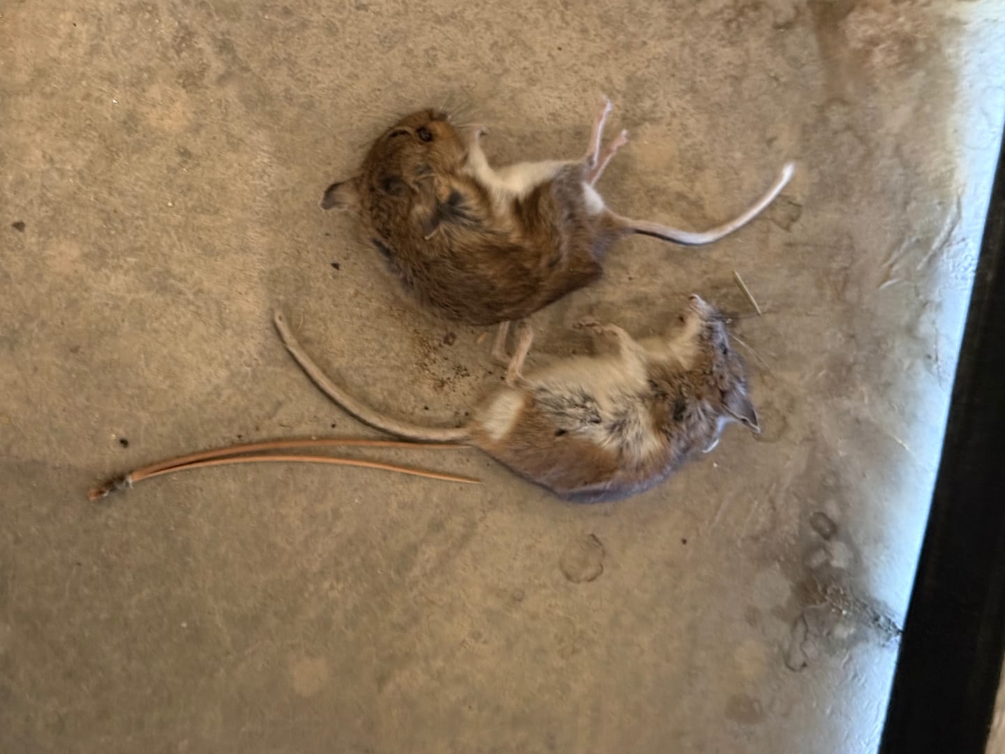 Customer photo review of Mouse Trap