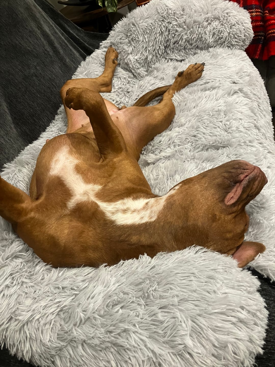 Customer photo review of Calming Couch Bed