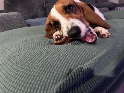 Customer photo review of Chewy Ostrich Knee Tendon: The Satisfying, Joint-Supporting Chew