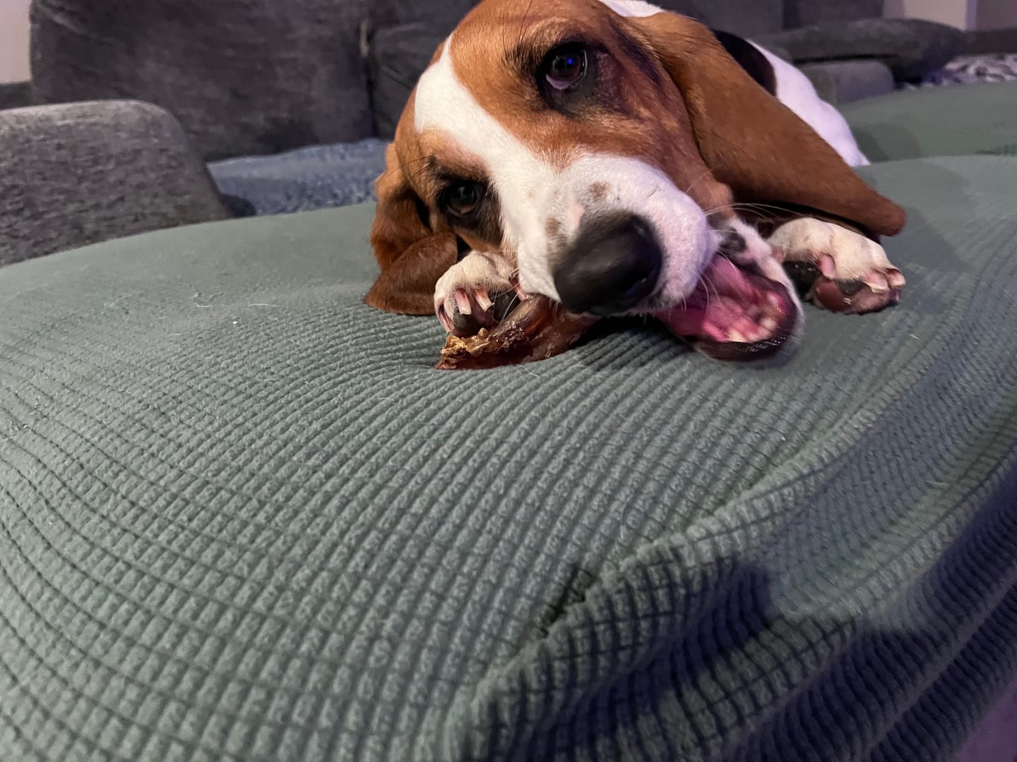 Customer photo review of Chewy Ostrich Knee Tendon: The Satisfying, Joint-Supporting Chew